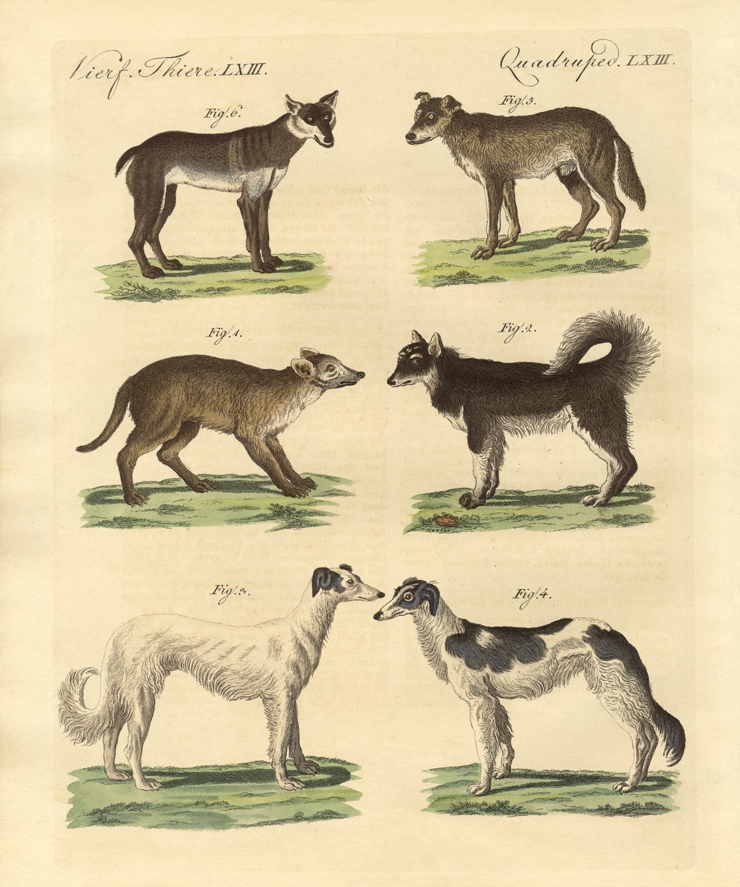 Diferentes tipos de perros de German School