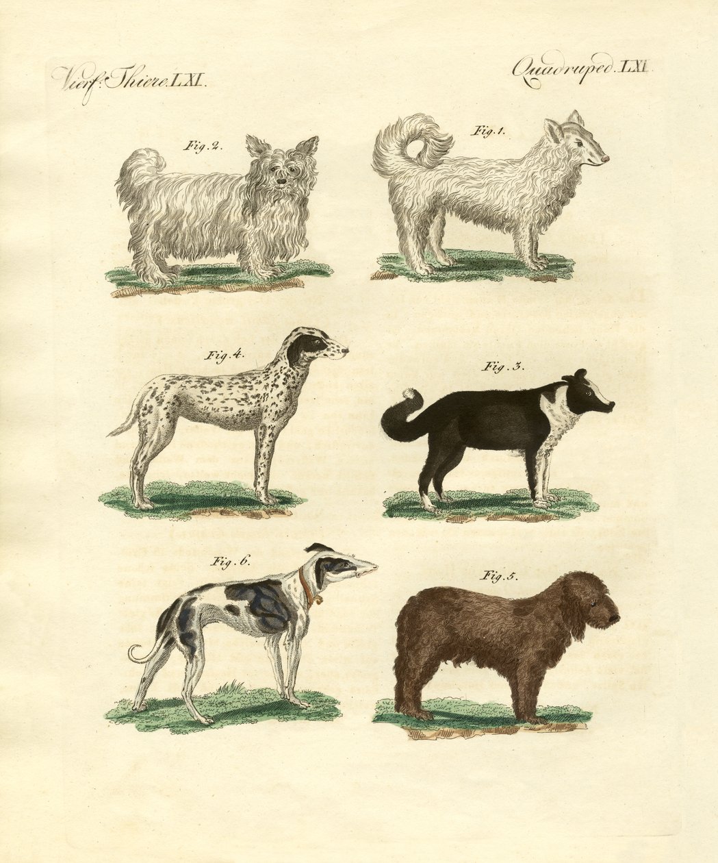 Diferentes tipos de perros de German School