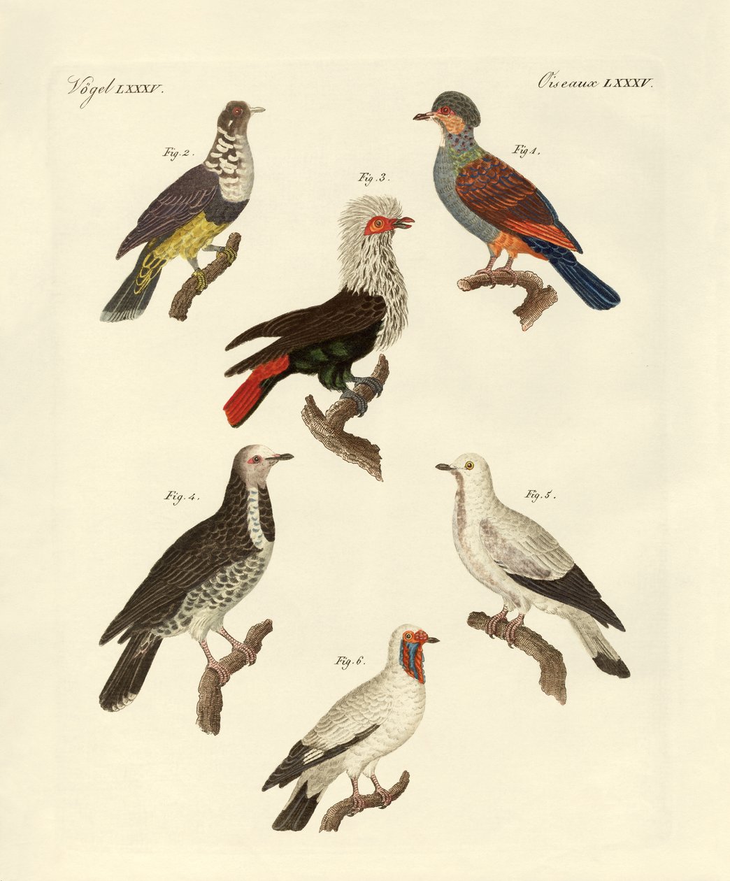 Diferentes tipos de palomas extranjeras (grabado en color) de German School
