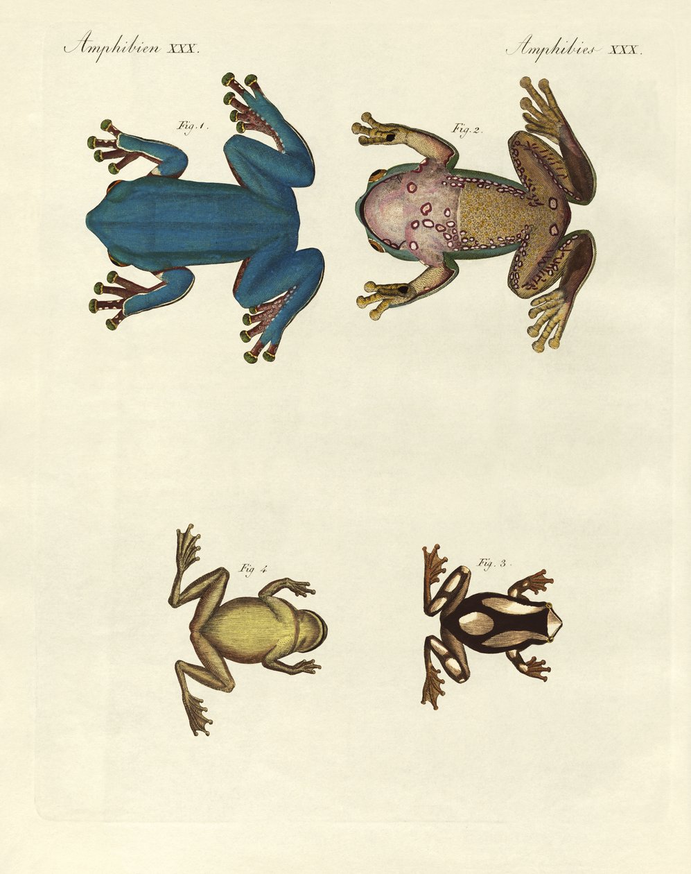 Diferentes tipos de ranas arborícolas extranjeras (grabado en color) de German School