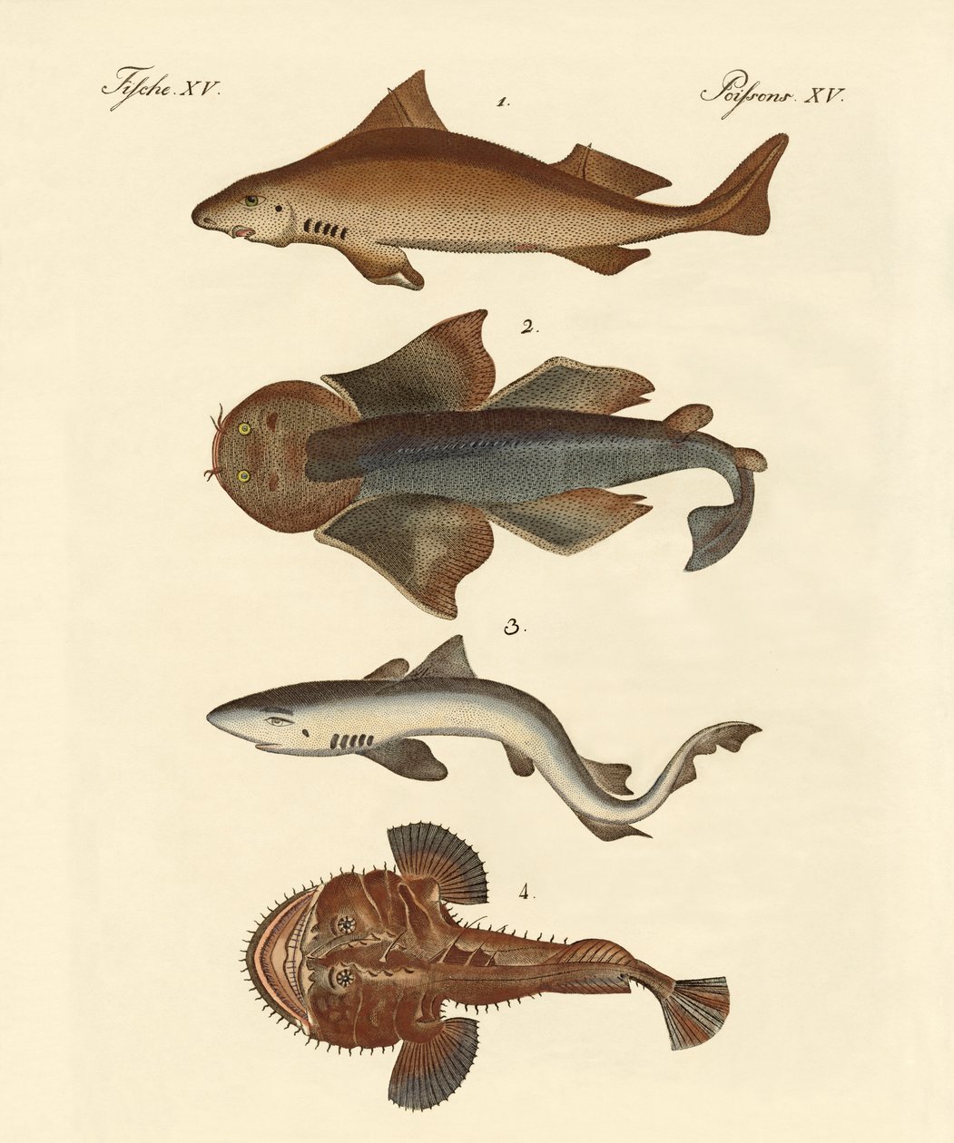 Diferentes tipos de tiburones de German School