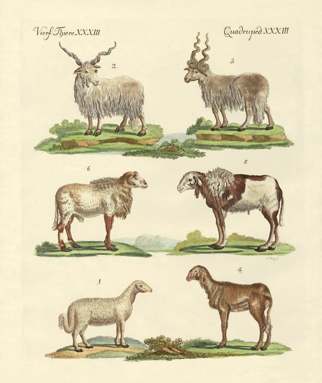 Diferentes tipos de ovejas de German School