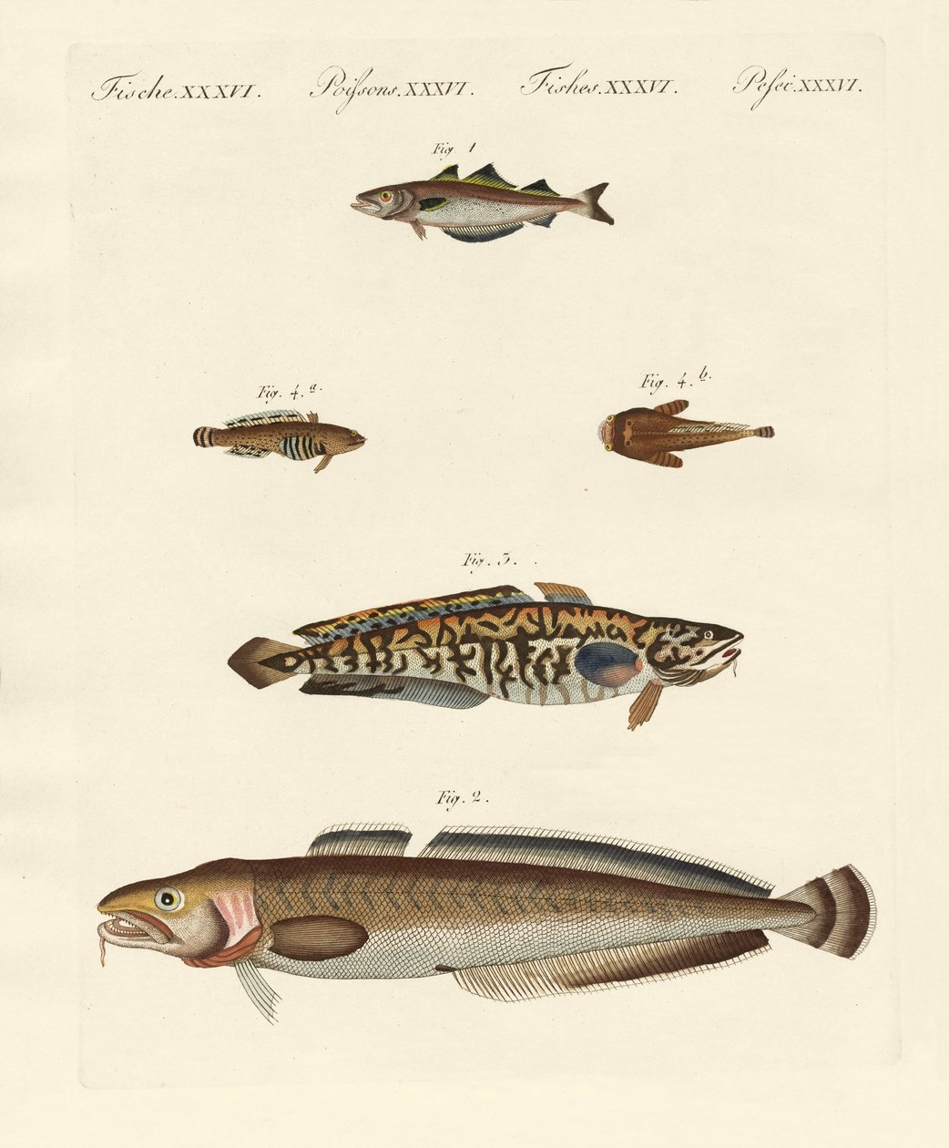 Diferentes tipos de mariscos de German School