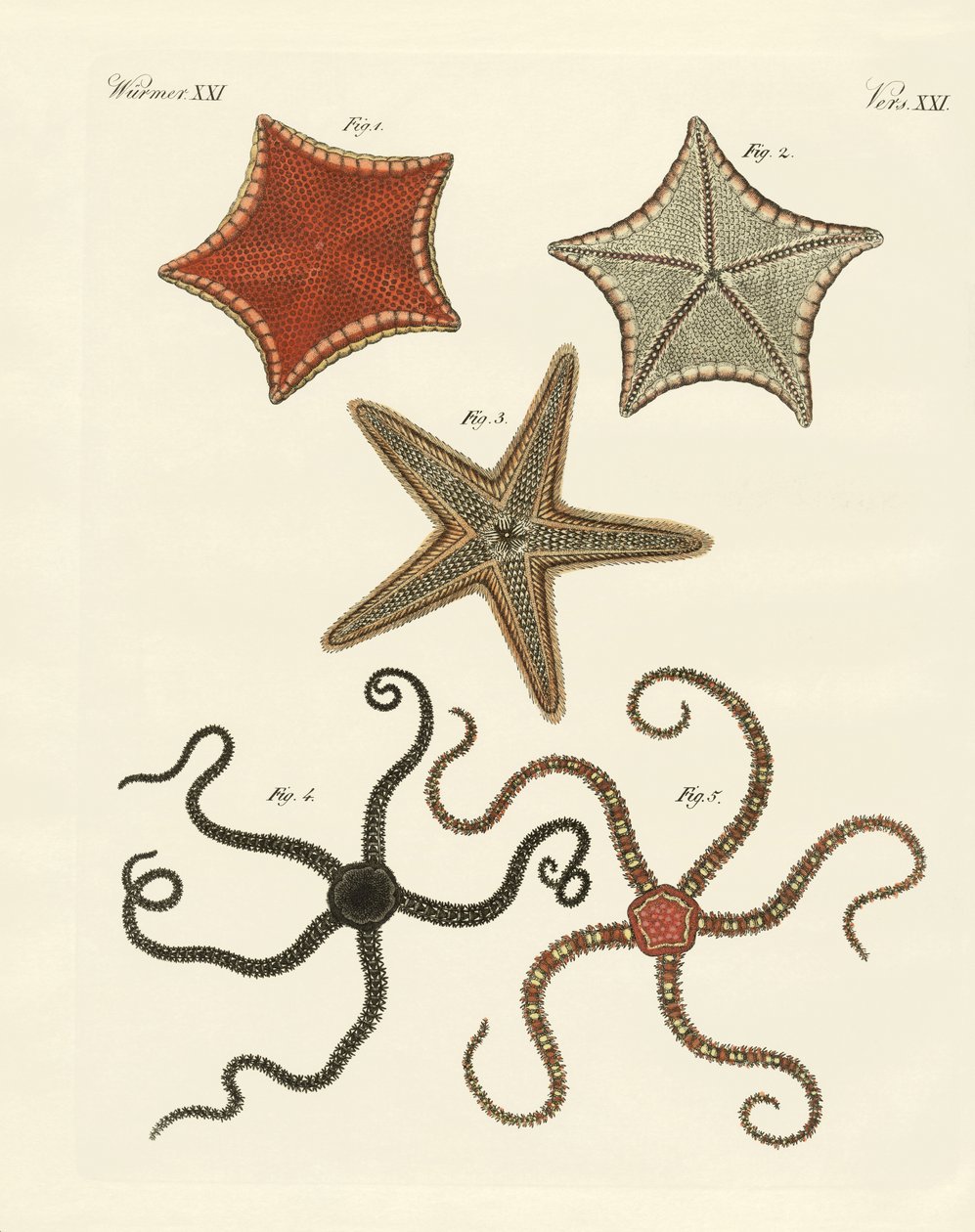 Diferentes tipos de estrellas de mar de German School
