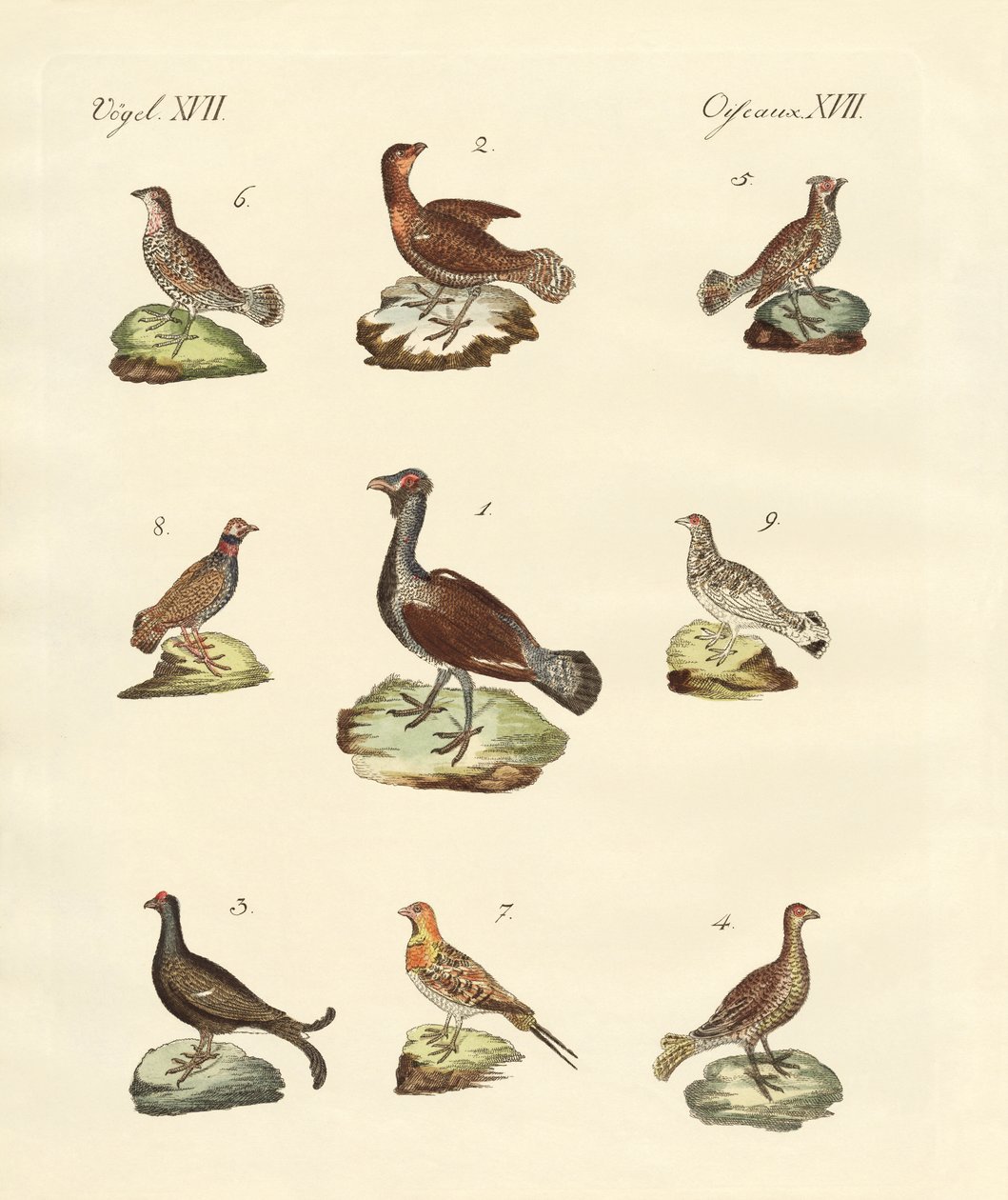 Diferentes tipos de gallinetas de German School