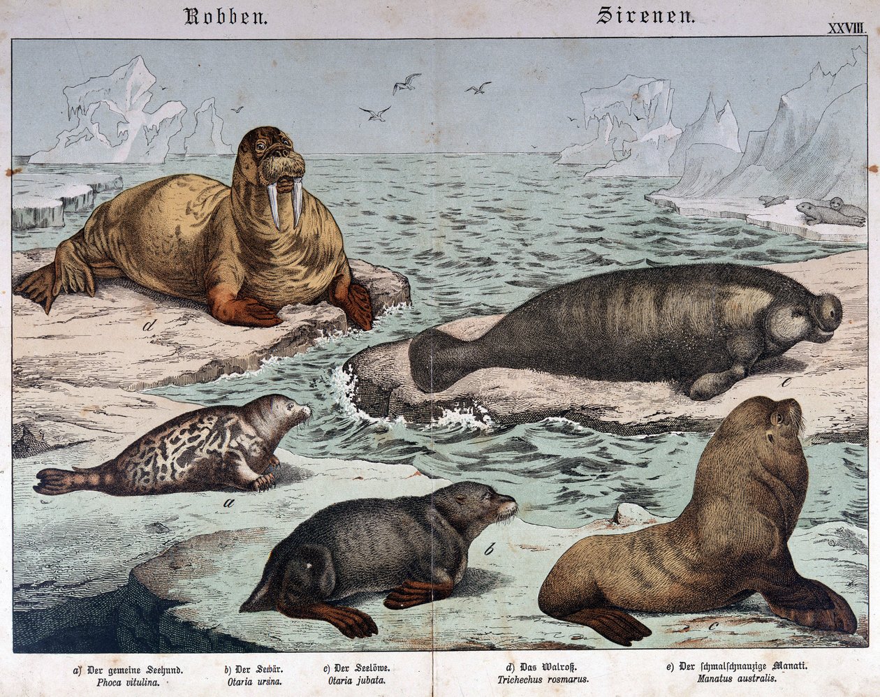 Diferentes tipos de focas (foca jaspeada a la izquierda), morsa (arriba a la izquierda) y leones marinos - en "Historia natural de los mamíferos", ed. Schreiber, Múnich de German School