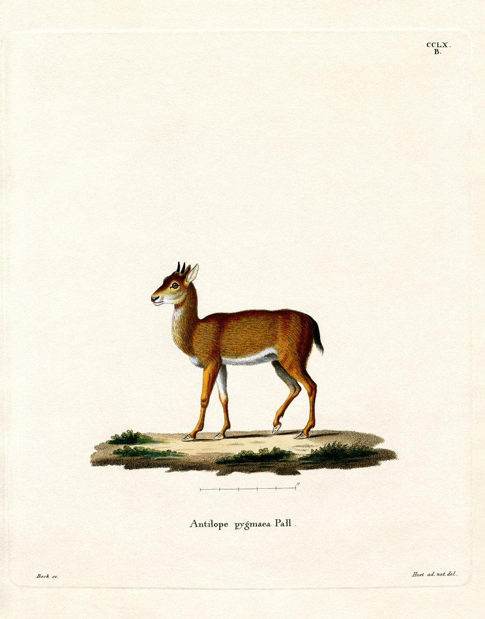 Dik-dik de German School