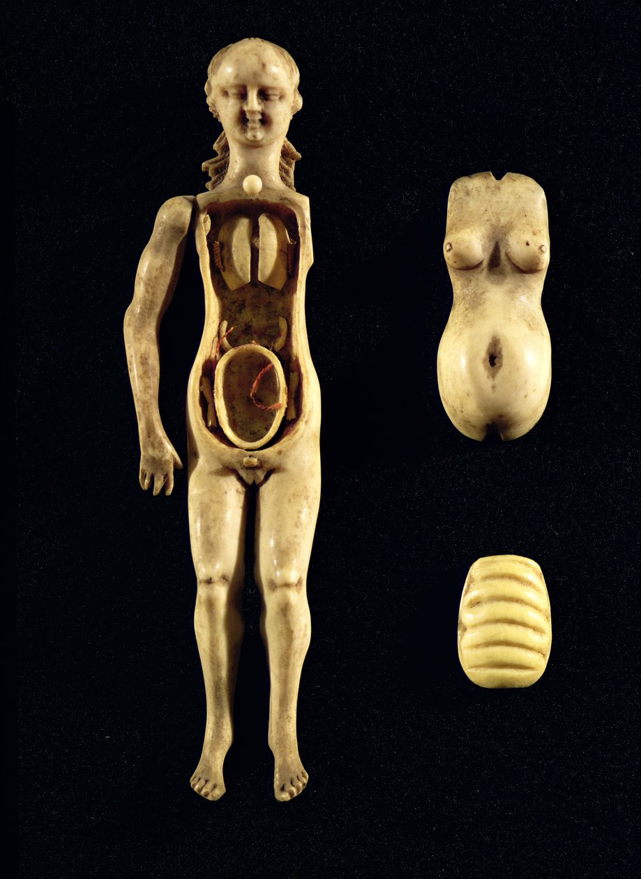 Muñeca que muestra la anatomía del cuerpo humano de German School