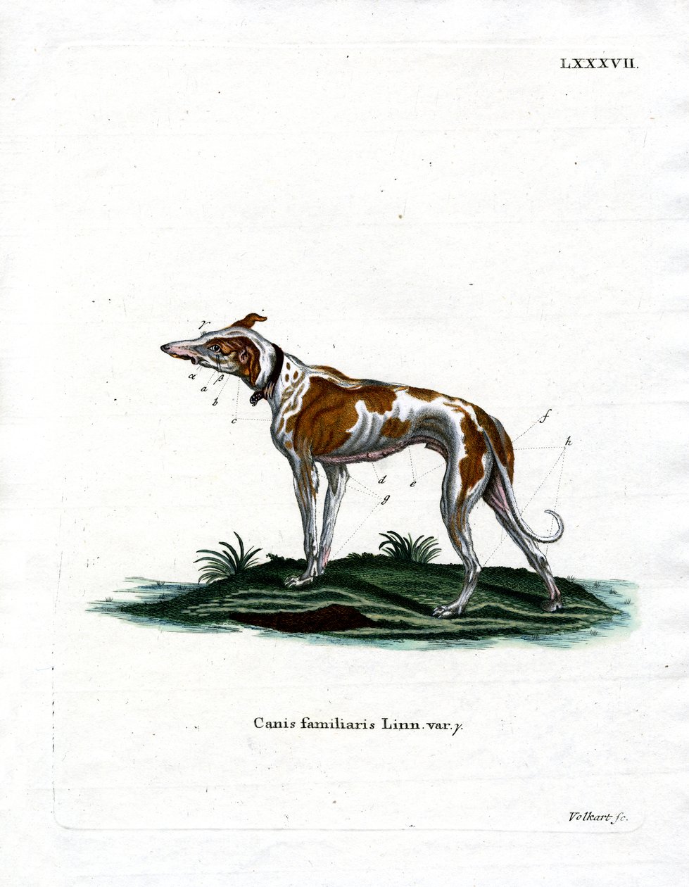 Perro doméstico de German School