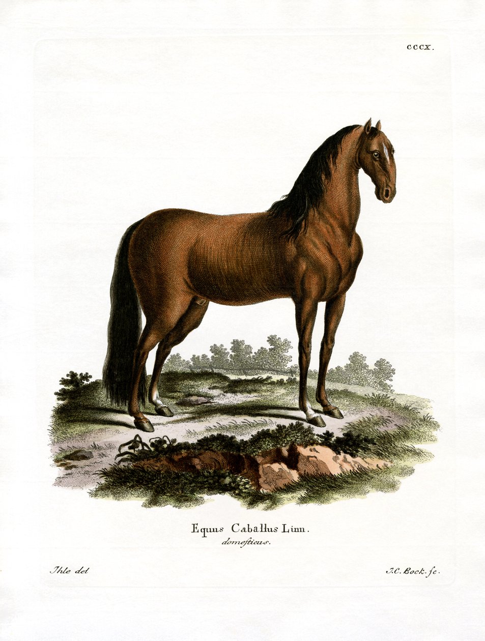 Caballo doméstico de German School
