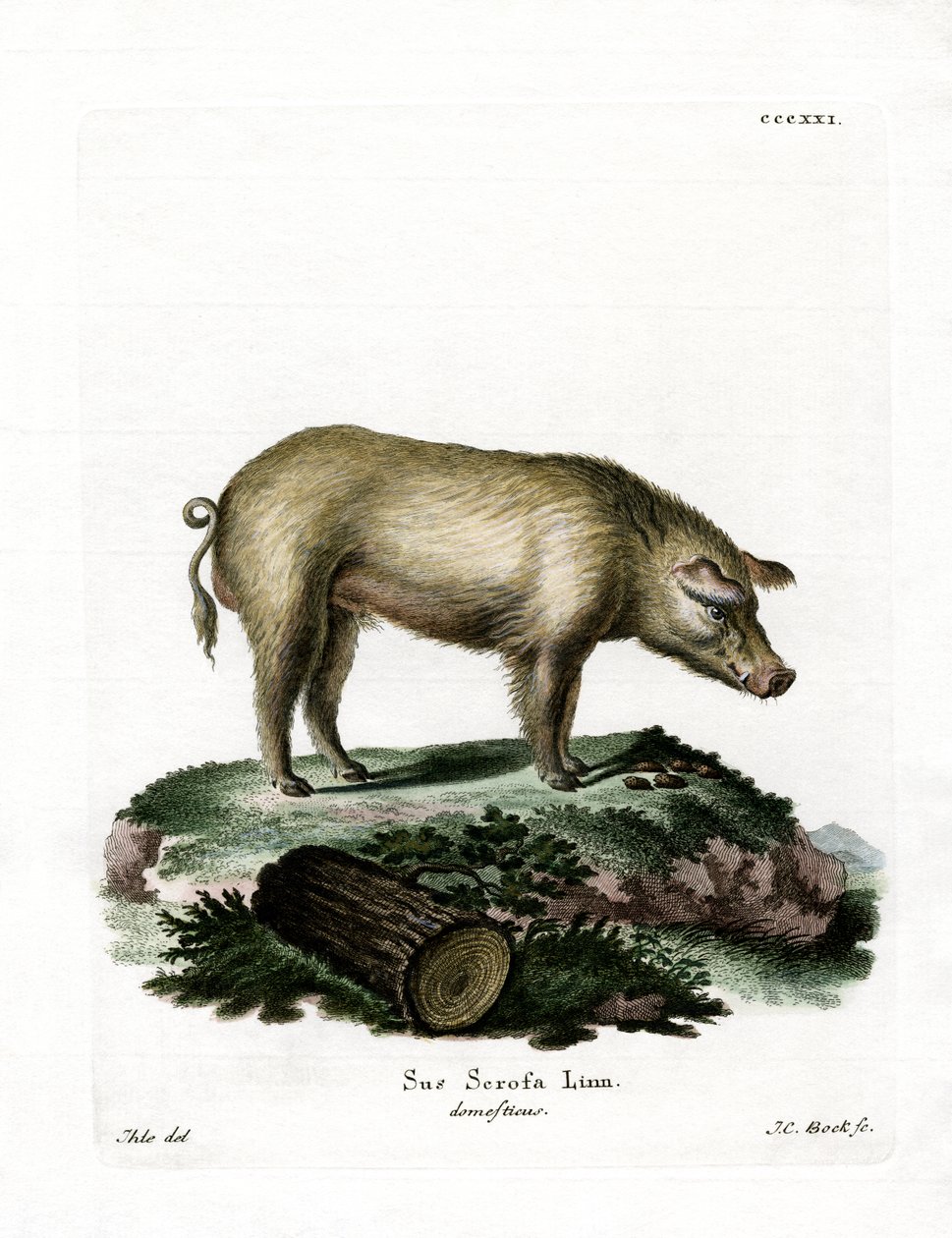 Cerdo doméstico de German School
