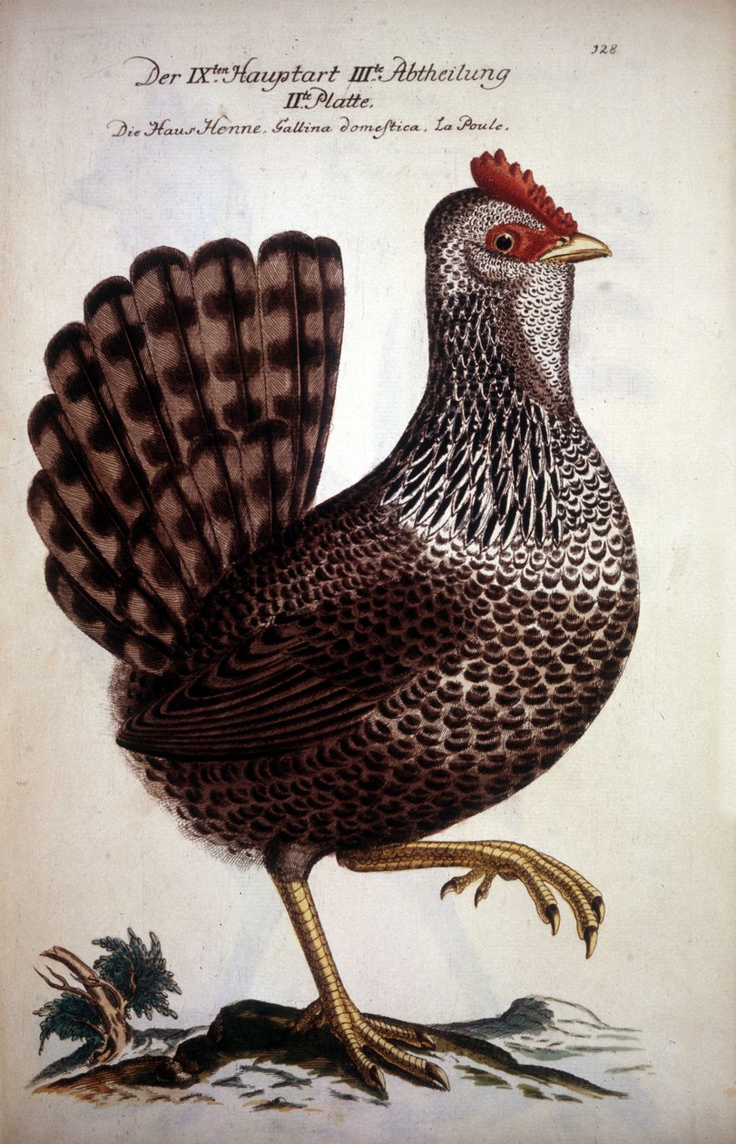 Gallina doméstica - tratado alemán del siglo XVIII. de German School