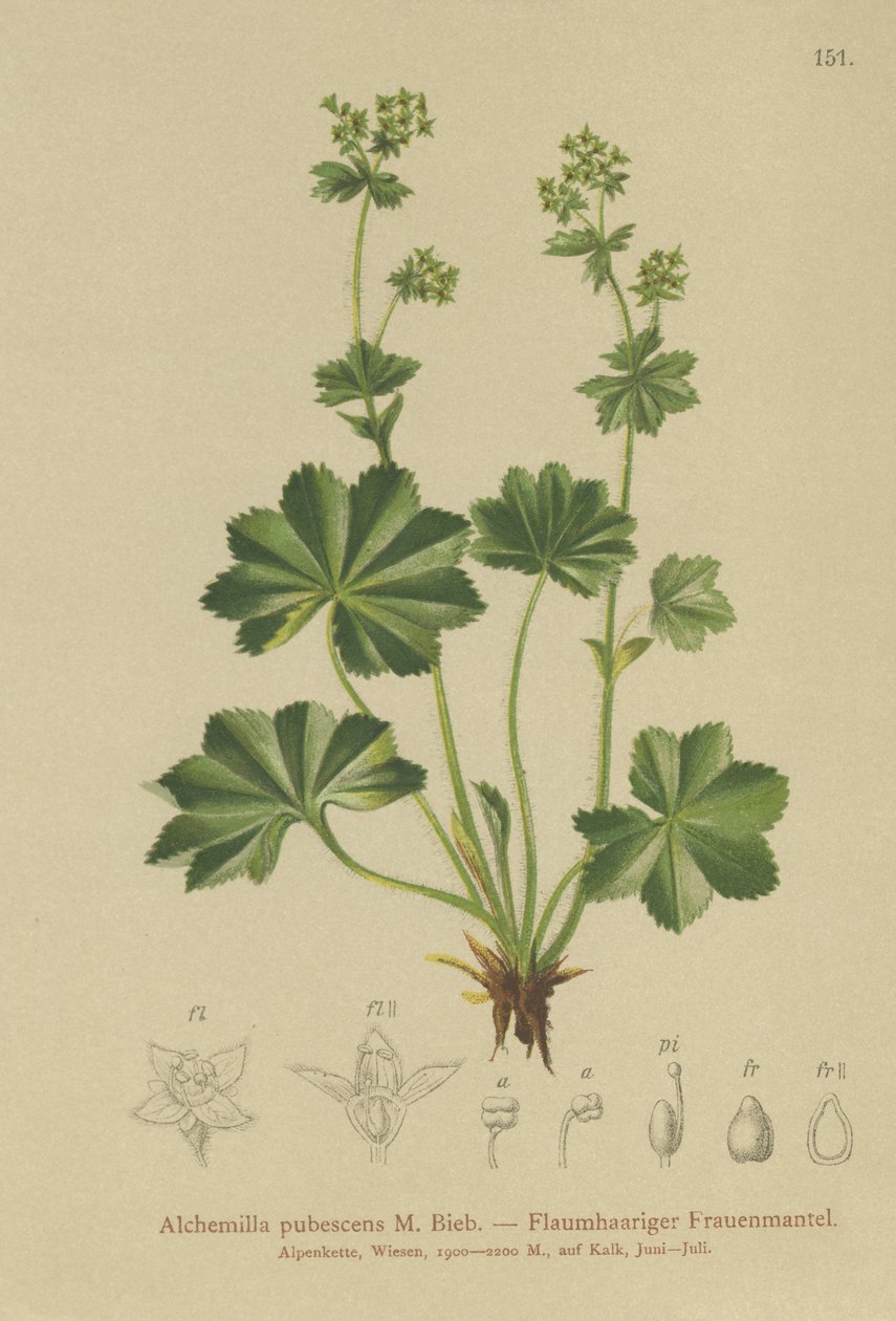 Alquimila pubescente (Alchemilla pubescens, Alchemilla glaucescens) de German School