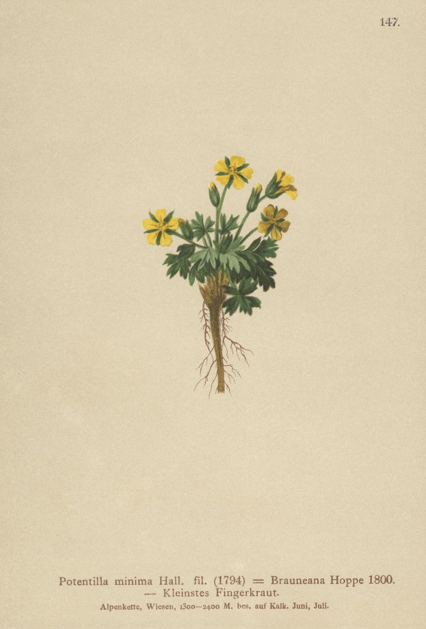 Potentilla enana (Potentilla minima, Potentilla Brauneana, Potentilla dubia) de German School