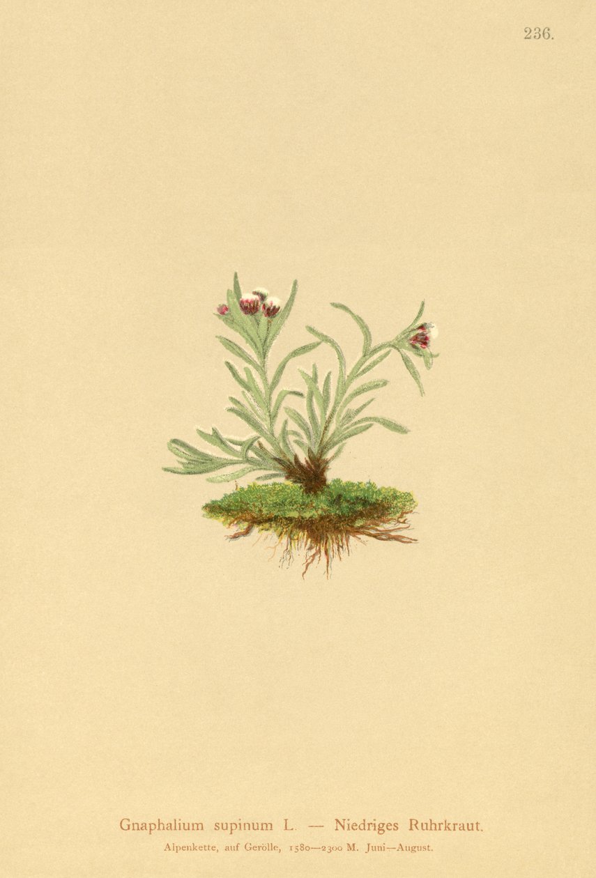 Hierba de cudweed enana (Gnaphalium supinum) de German School