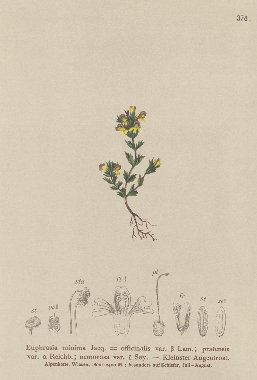 Eufrasia enana (Euphrasia minima, Euphrasia officinalis, Euphrasia pratensis var. nemorosa) de German School