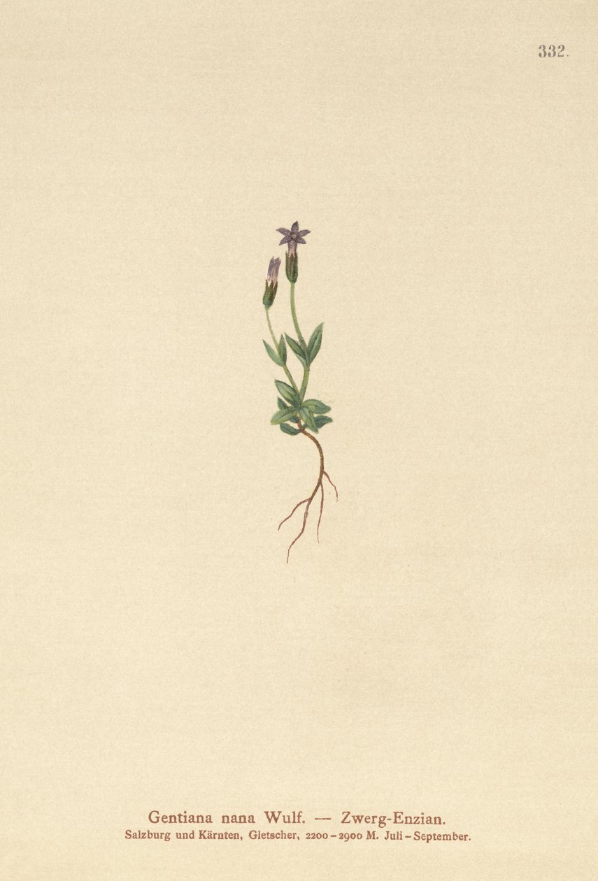 Genciana enana (Gentiana nana, Gentianella nana) de German School