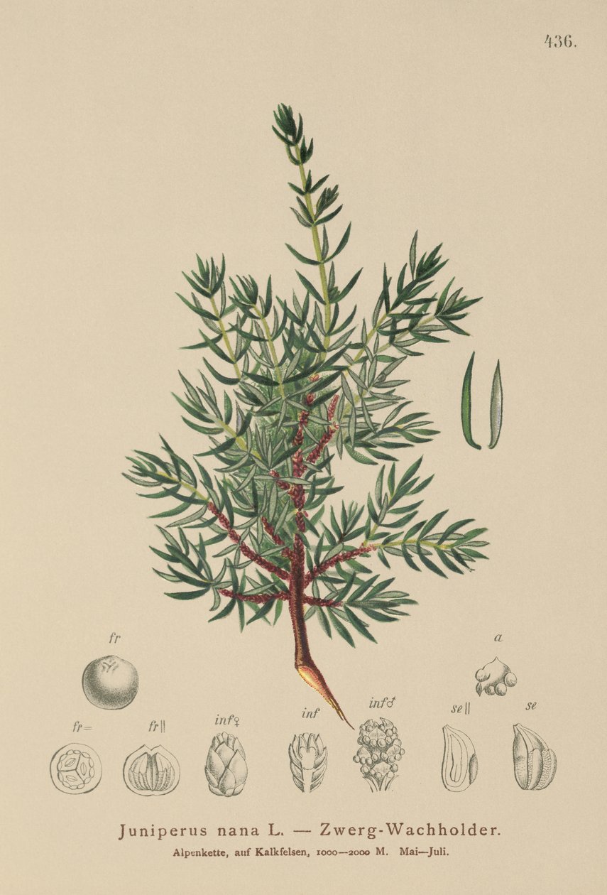 Enebro enano (Juniperus nana, Juniperus communis subsp. nana, Juniperus communis var. saxatilis) de German School