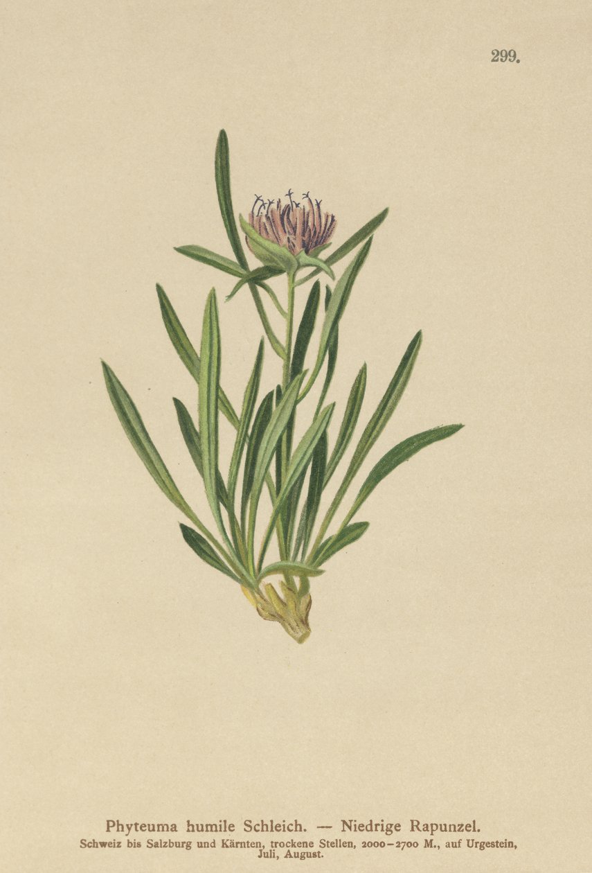 Rampion enano (Phyteuma humile) de German School