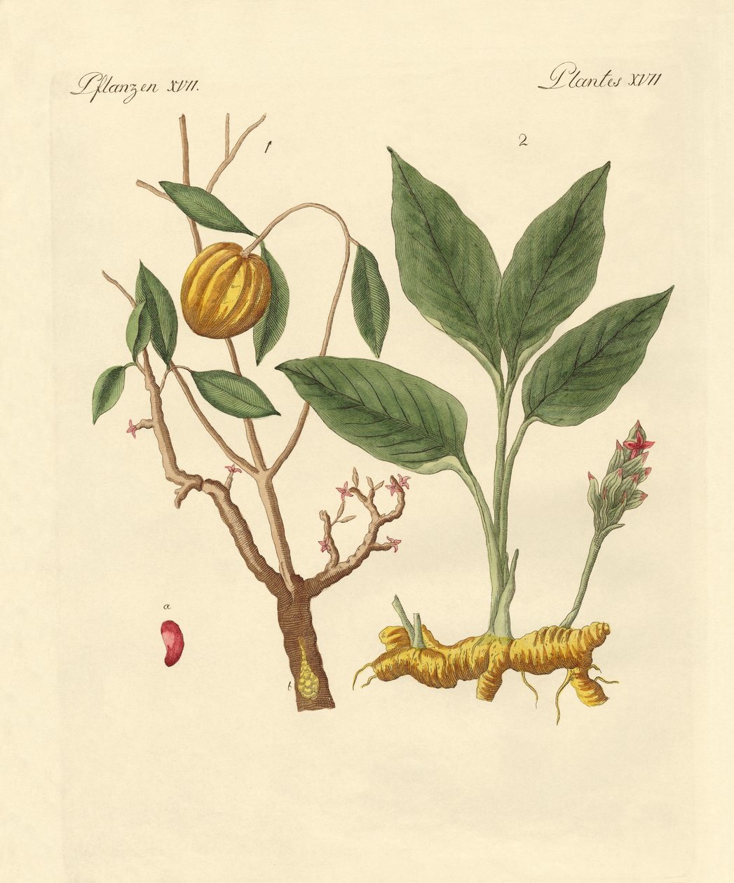 Plantas tintóreas de German School