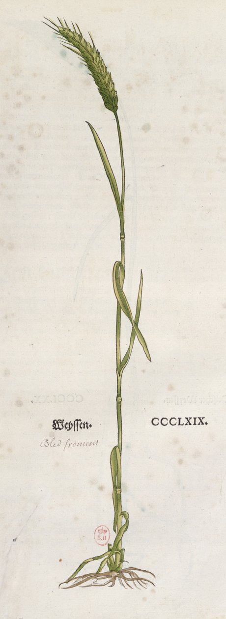 Espiga de trigo, de El Herbario por Leonhart Fuchs (1501-66), publicado en Basilea, 1555 de German School
