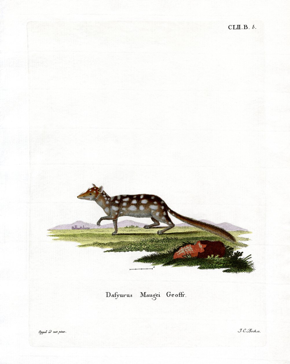 Quoll oriental de German School