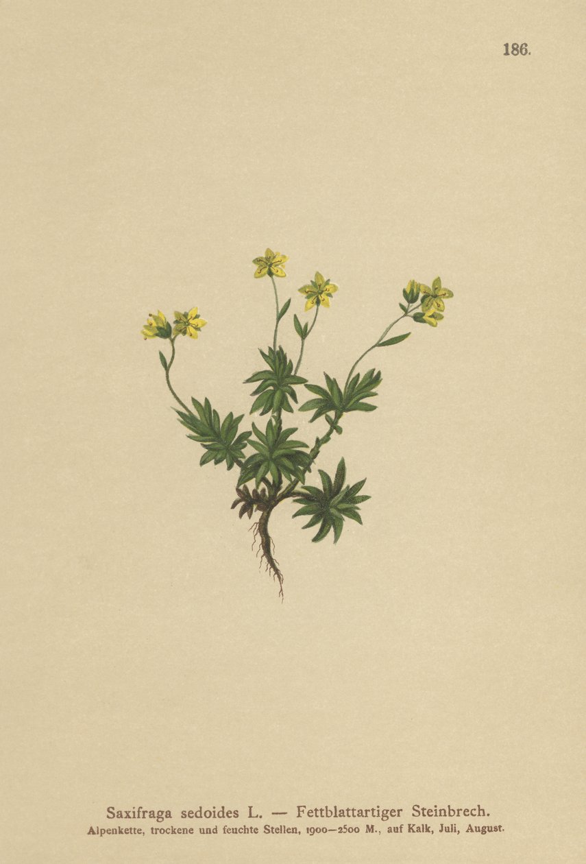 Saxífraga oriental (Saxifraga sedoides) de German School