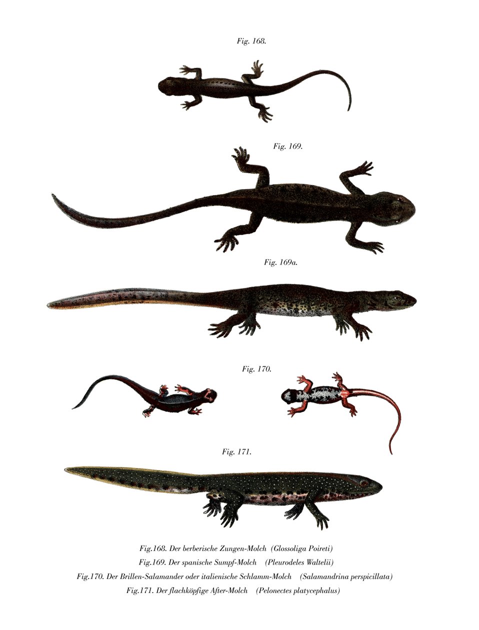 Tritón acanalado de la península de Edough de German School