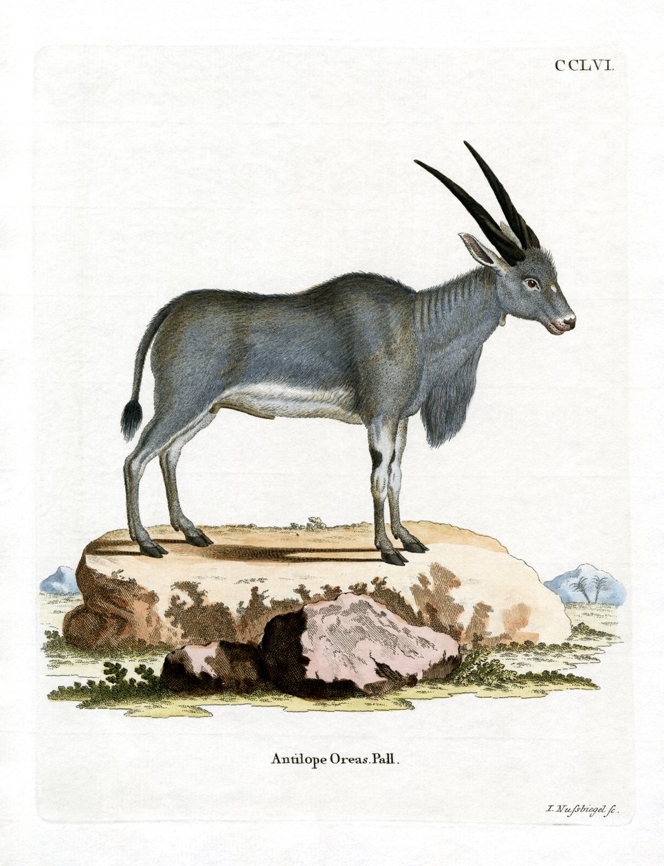 Antílope Eland de German School