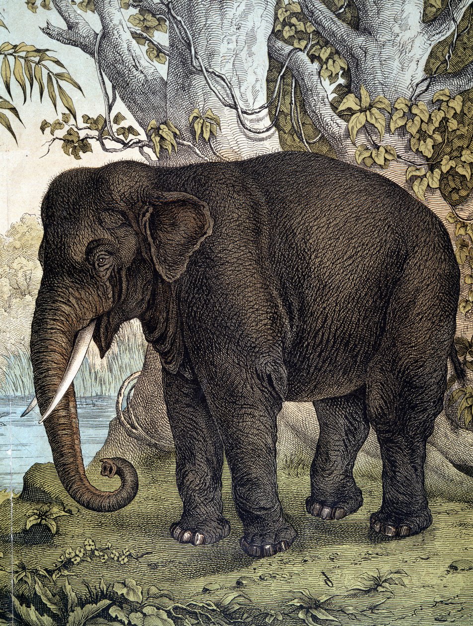 Elefante - en "Historia Natural de los Mamíferos", ed. Schreiber, Múnich de German School