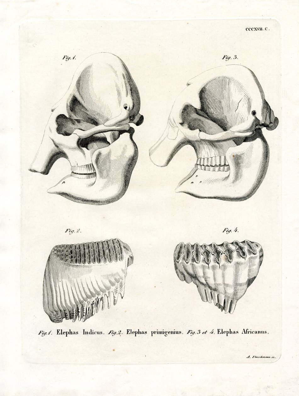Cráneos de Elefante de German School