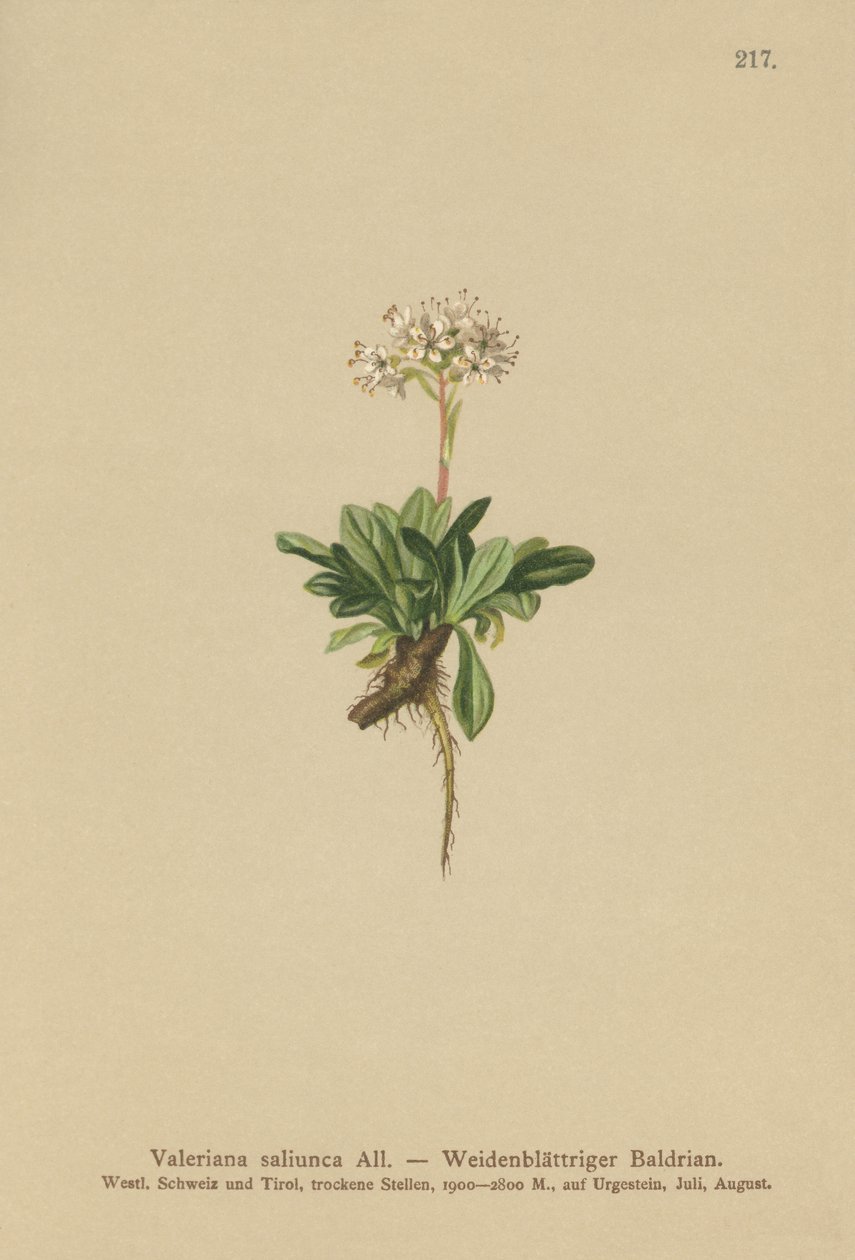 Valeriana de hoja entera (Valeriana saliunca) de German School