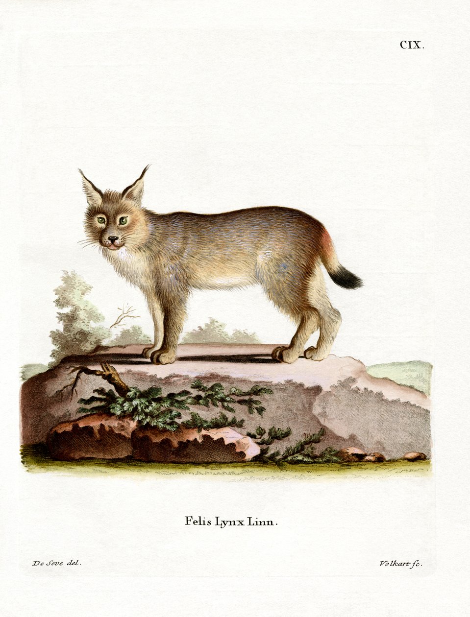 Lince euroasiático de German School