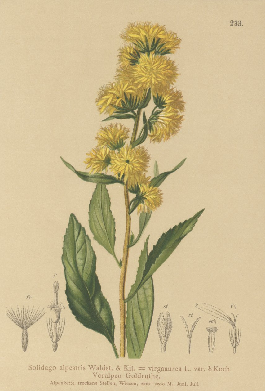 Vara de oro europea (Solidago alpestris, Solidago virgaaurea, Solidago virgaurea) de German School