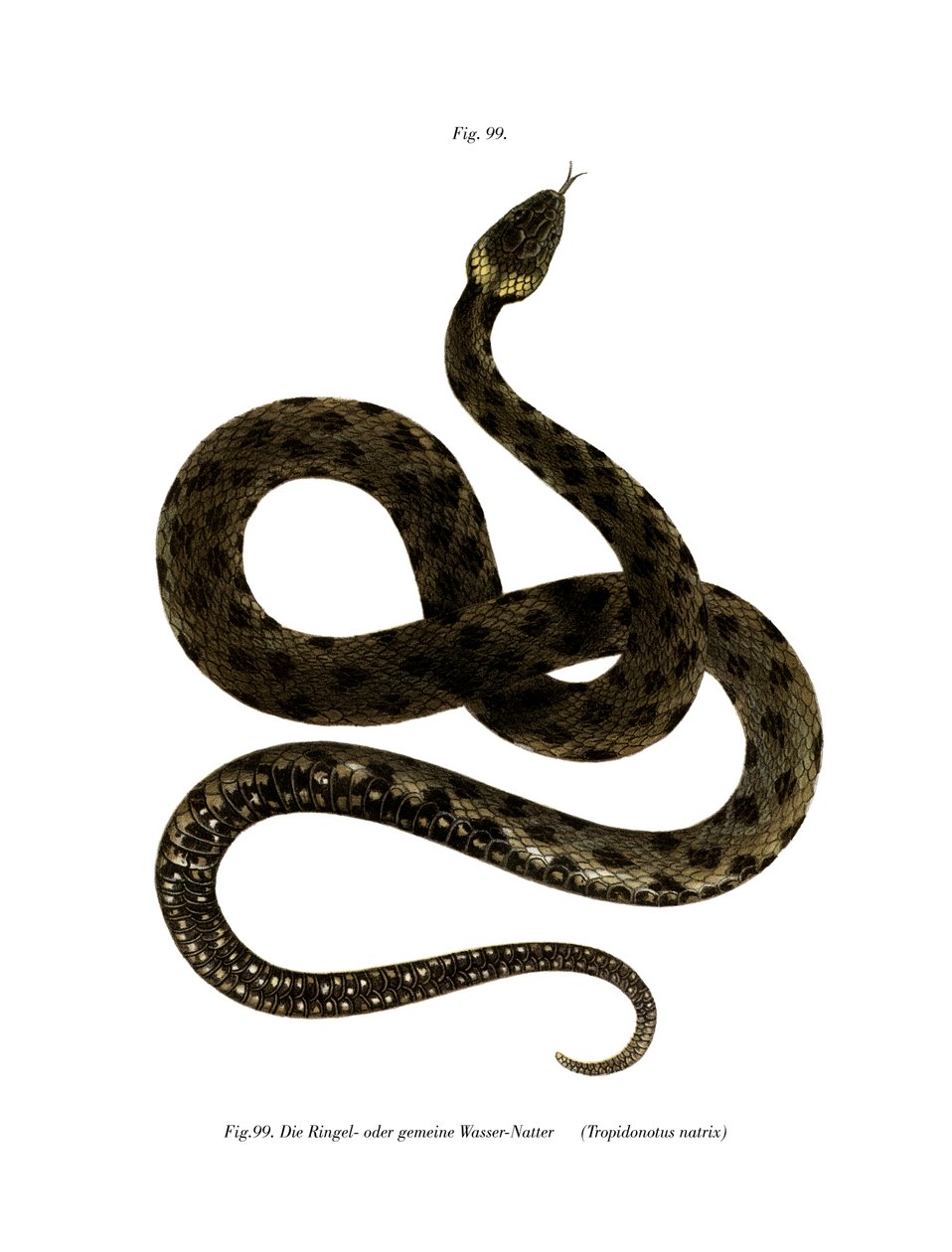 Serpiente de hierba europea de German School