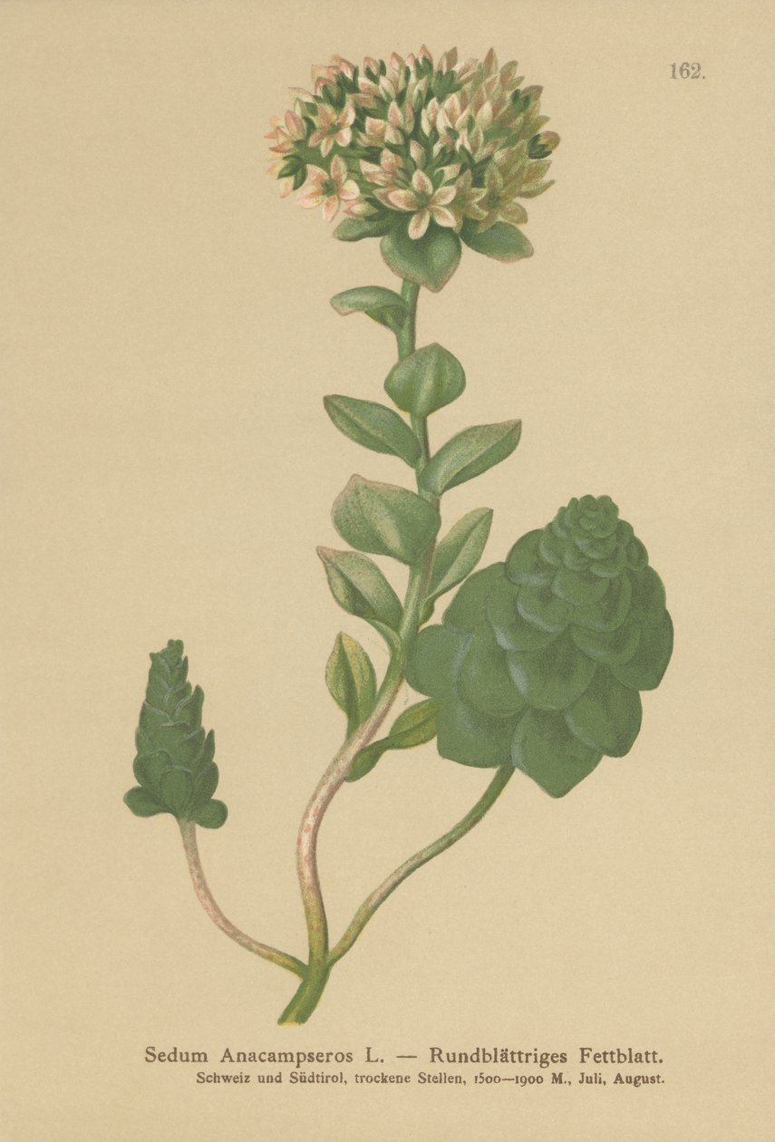 Sedum perenne (Sedum Anacampseros, Hylotelephium anacampseros) de German School