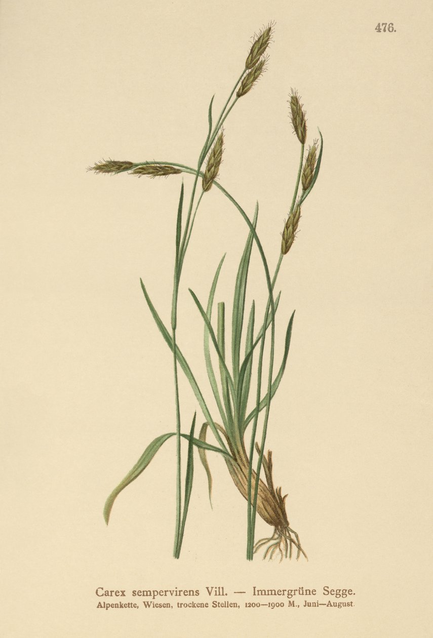 Juncia Perenne (Carex sempervirens) de German School
