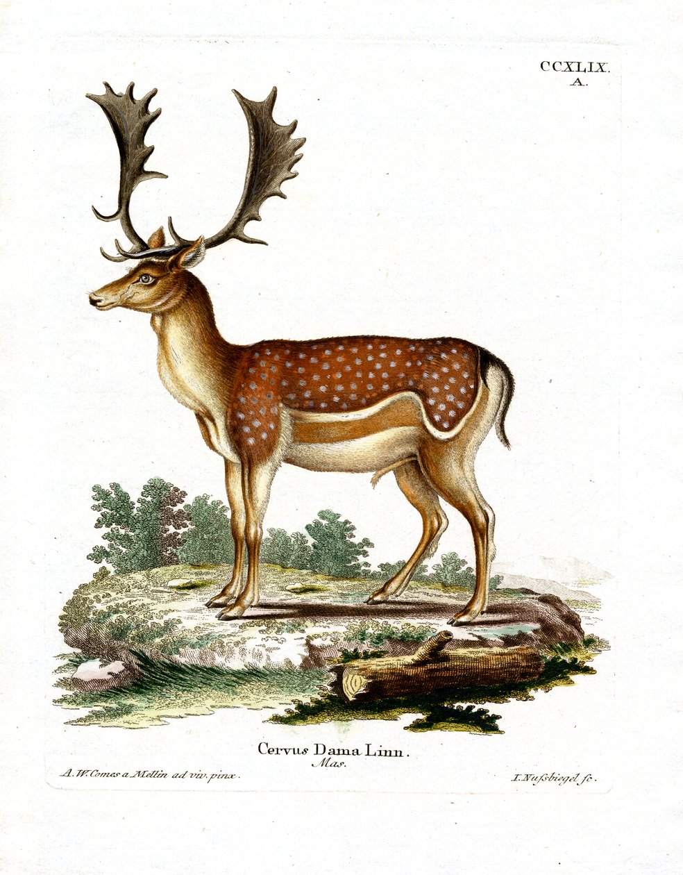 Gamo de German School