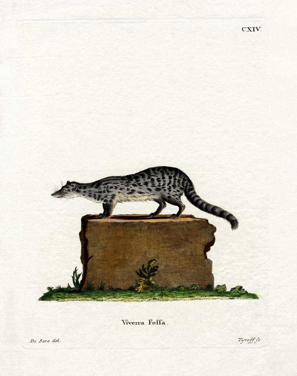 Fanaloka de German School