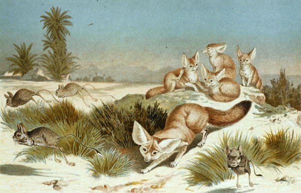 Zorro Fennec, lámina de "Brehms Tierleben: Allgemeine Kunde des Tierreichs", vol.2, p.202, publicado por Bibliographisches Institut de German School