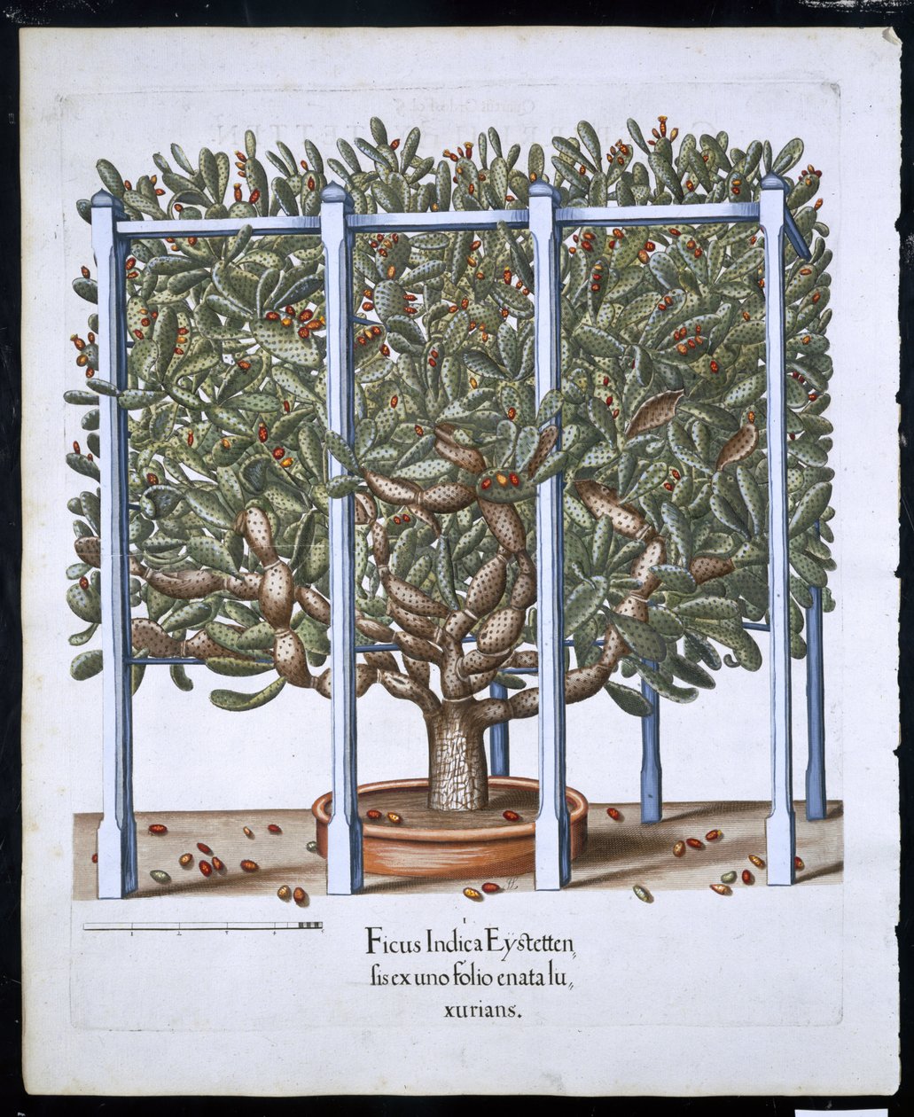 Ficus Indica Eystten de Hortus Eystettensis por Basil Besler (1561-1629) publicado en 1613 de German School