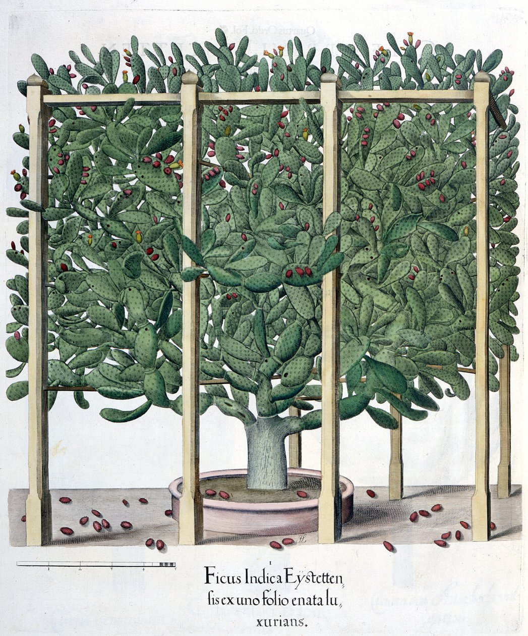Ficus indica eystettensis, del Hortus Eystettensis por Basil Besler (1561-1629), pub. 1613 de German School