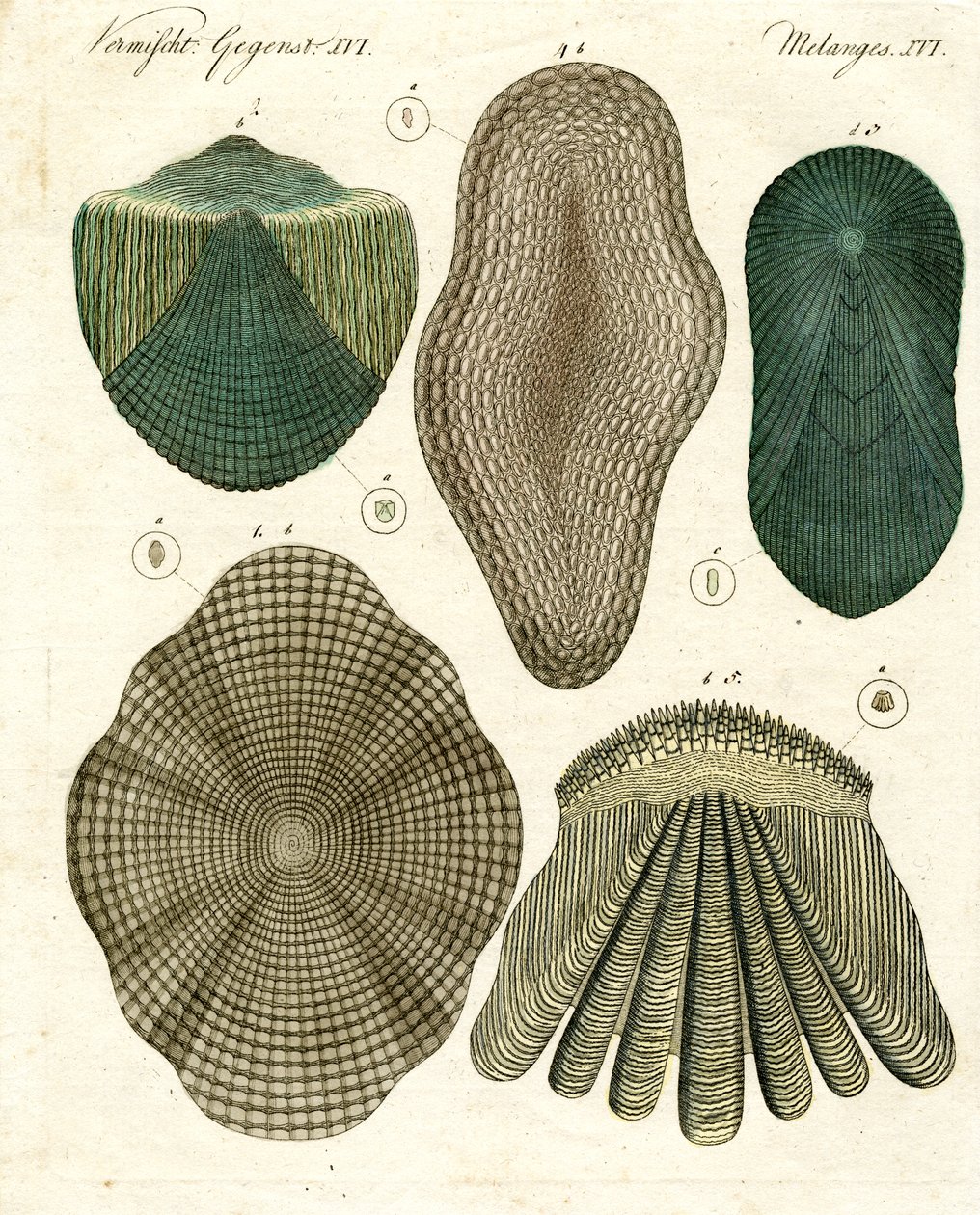 Escamas de peces de German School
