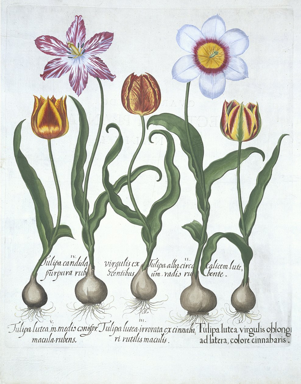 Cinco Tulipanes, de Hortus Eystettensis por Basil Besler (1561-1629) publicado en 1613 de German School
