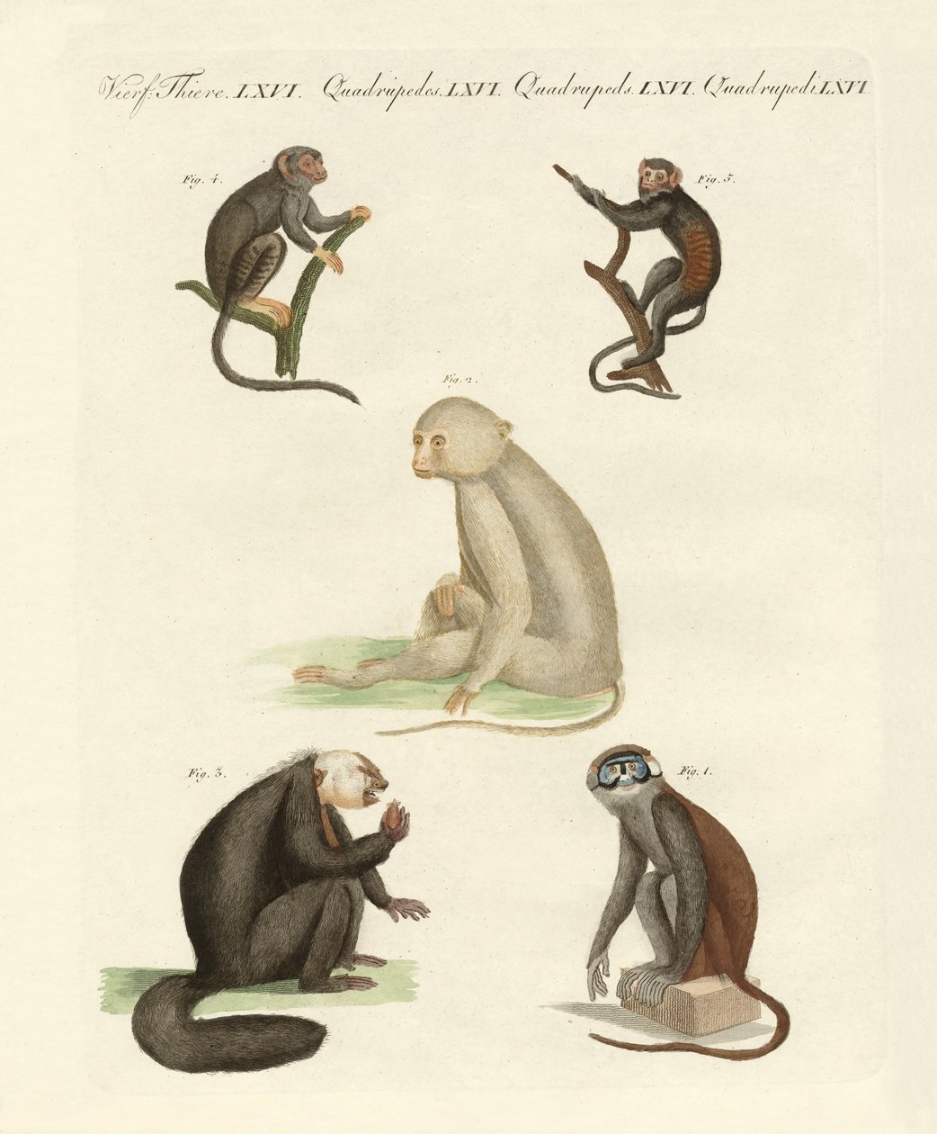 Cinco tipos de monos de German School