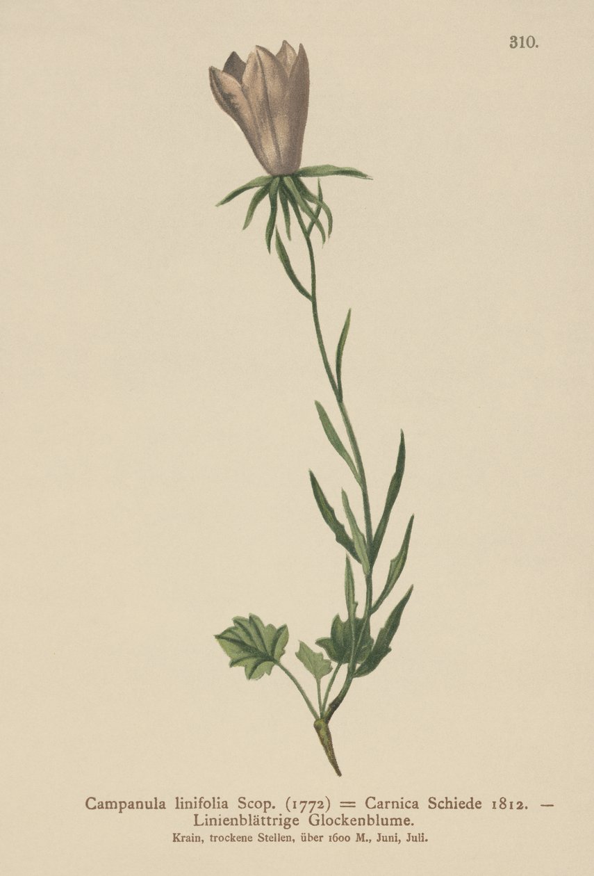 Campanilla de hojas de lino (Campanula linifolia, Campanula Carnica) de German School