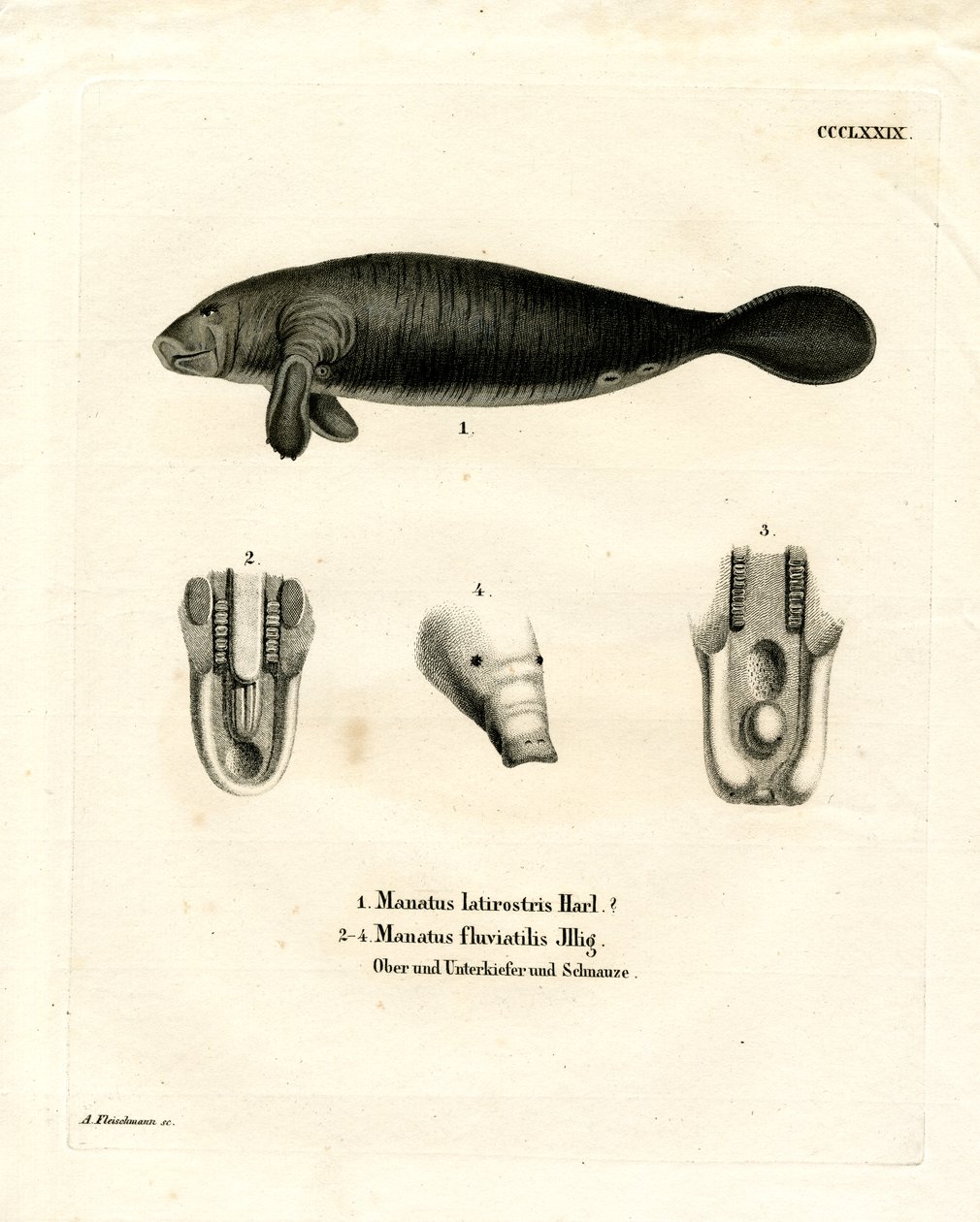 Manatí de Florida de German School