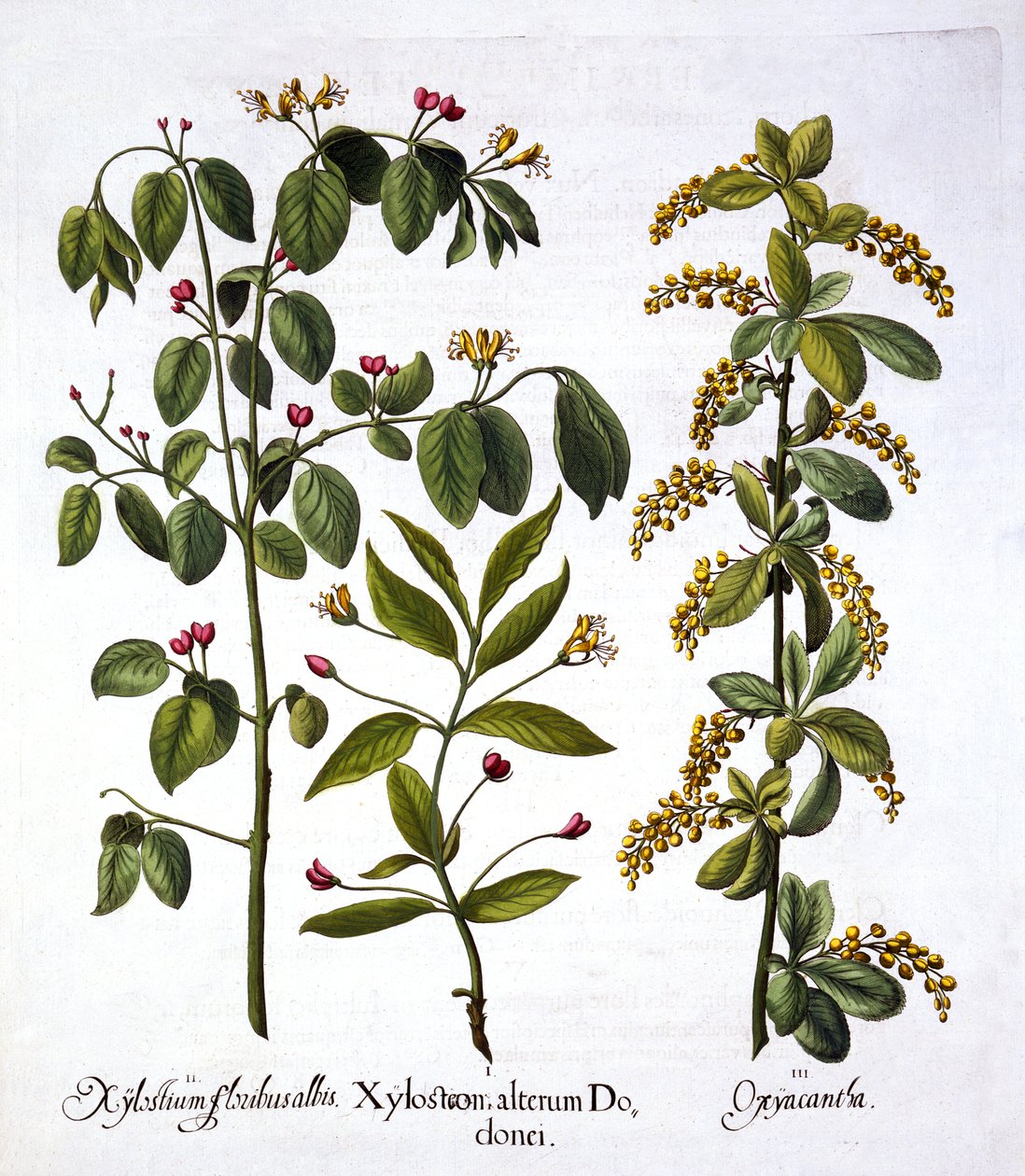 Madreselva voladora y espino, de Hortus Eystettensis, por Basil Besler, pub. 1613 de German School