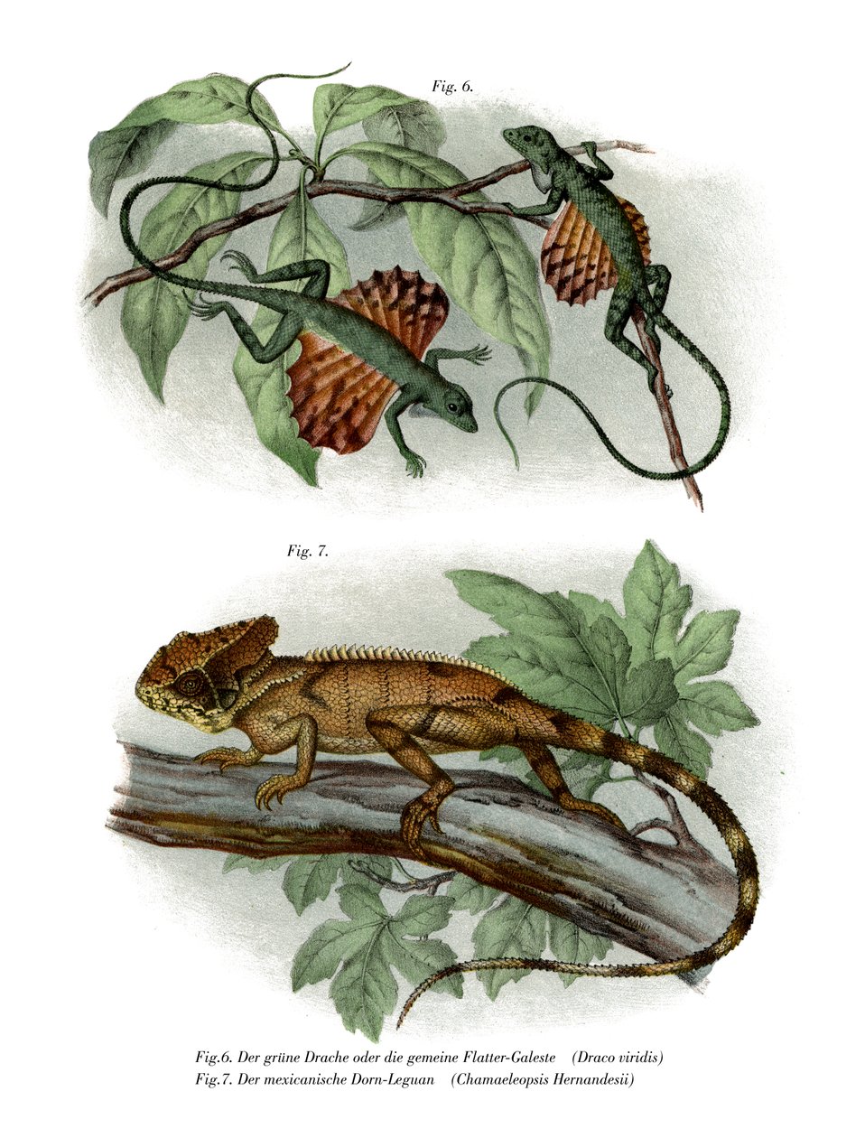 Lagarto volador de German School