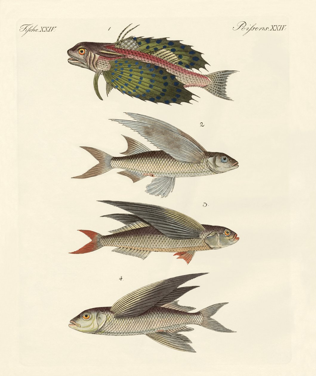 Peces voladores de German School